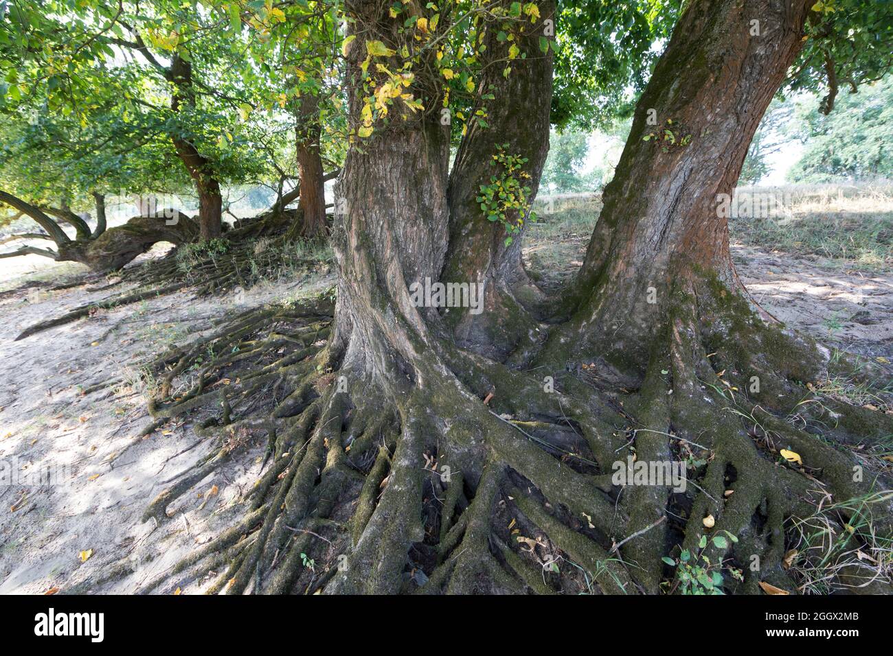 Flatterulme, in den Elbtalauen, Auen, Rinde, Borke, Stamm, Wurzeln, Flatter-Ulme, Ulme, Flatterrüster, Blatt, Blätter, Ulmus laevis, Ulmus effusa, EUR Stockfoto Flatterulme, in den Elbtalauen, Auen, Rinde, Borke, Stamm, Wurzeln, Flatter-Ulme, Ulme, Flatterrüster, Blatt, Blätter, Ulmus laevis, Ulmus effusa, EUR Stockfoto