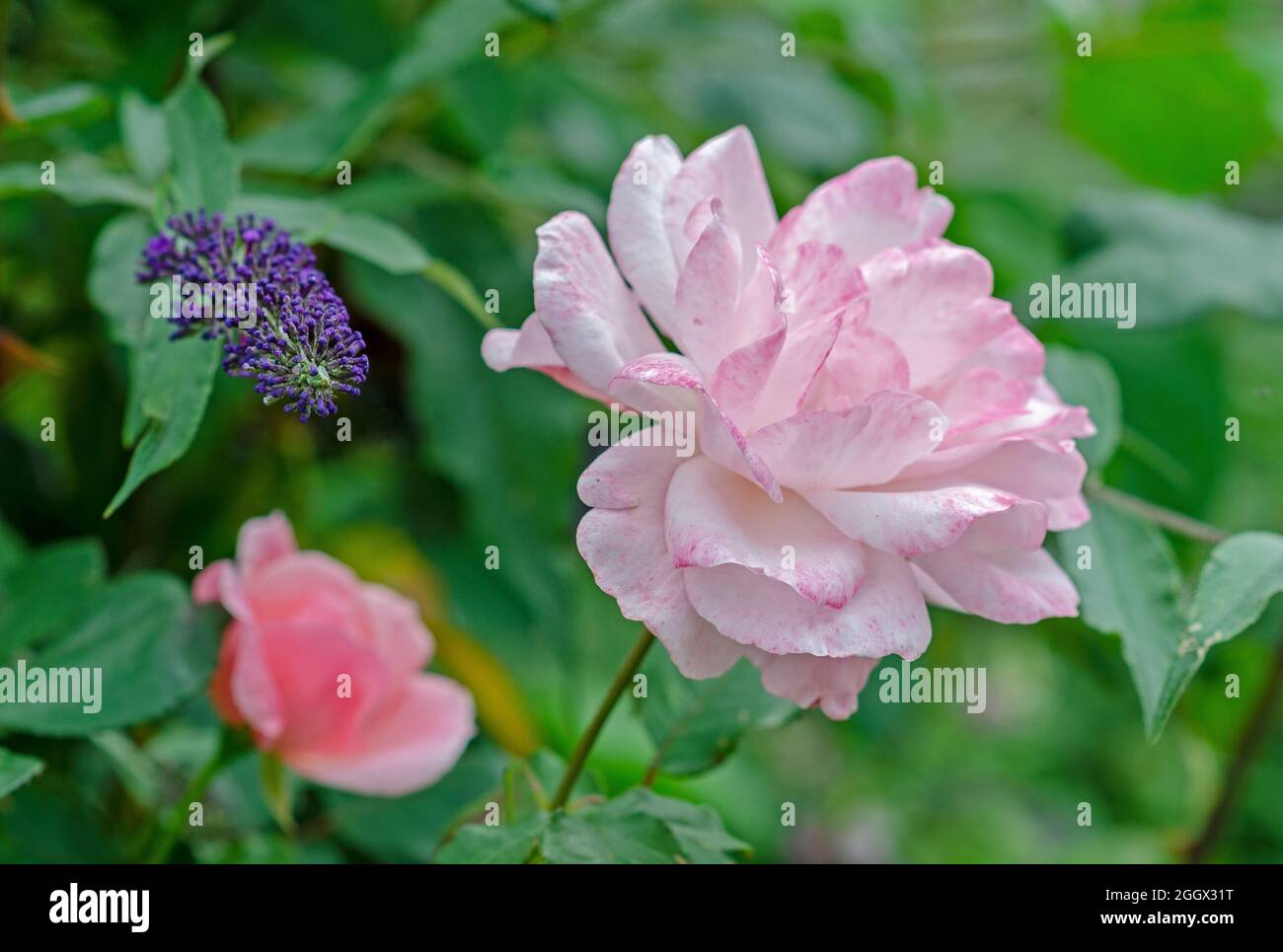 Englische rose Stockfoto