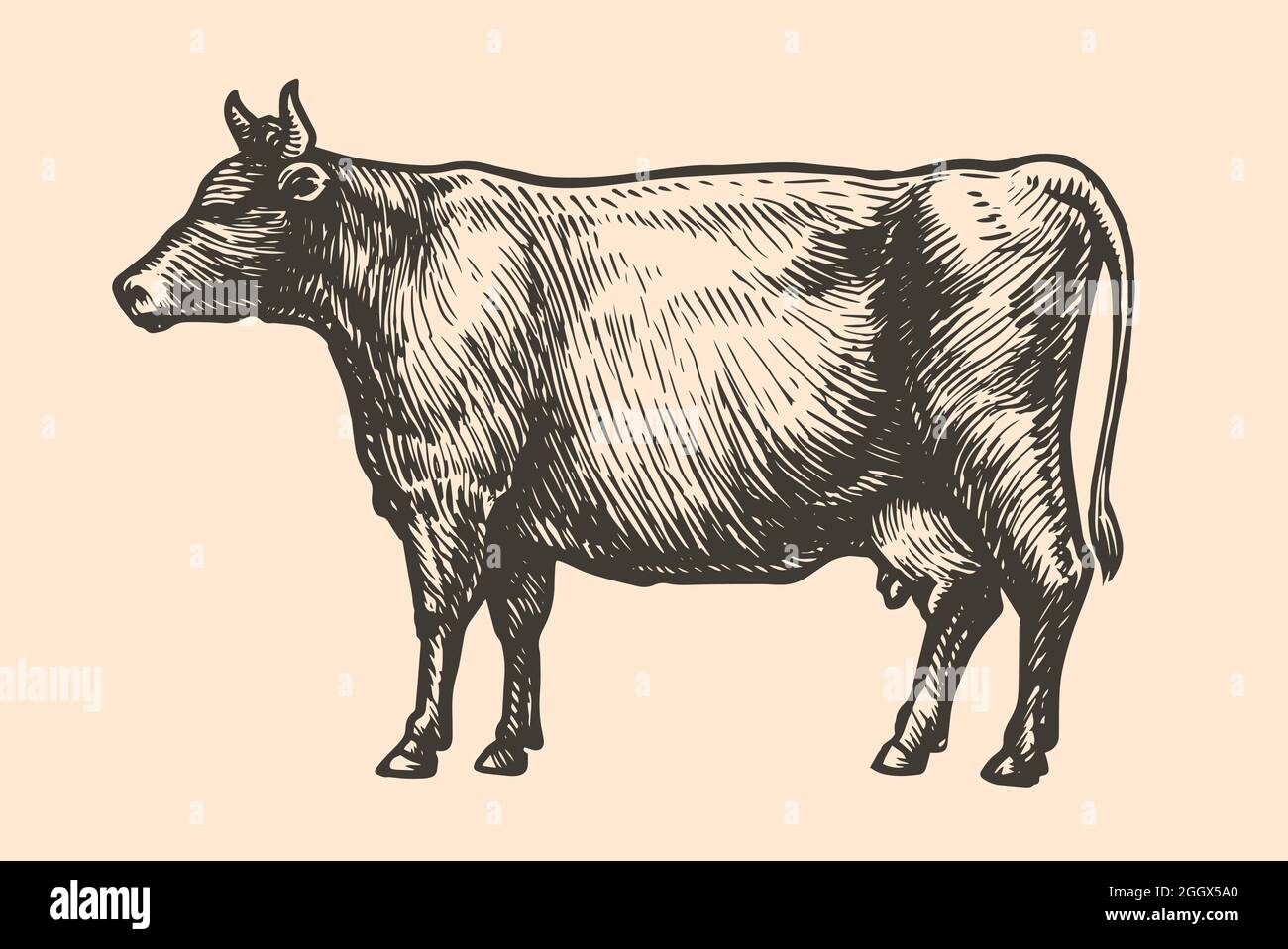 Skizze einer Kuh, handgezeichnet. Darstellung von Nutztieren, Rindern, Nutztieren Stock Vektor