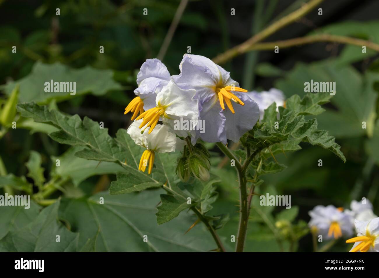 Sticky Nightshade, Solanum sisymbriifolium Blüten schließen sich im Freien an Stockfoto