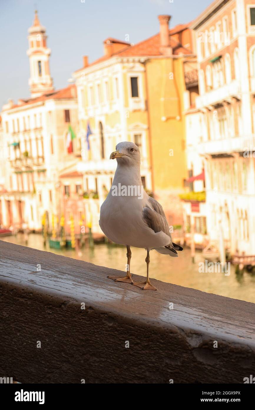 Eine Möwe steht auf einem Steingeländer der Brücke vor dem Hintergrund alter Häuser, die von einem sonnigen Sonnenuntergang beleuchtet werden Stockfoto