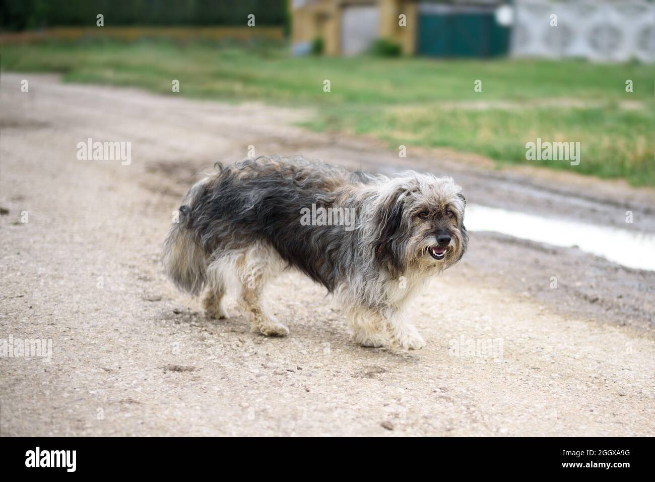 Ein süßer verlorener Hund, der die Landstraße entlang läuft. Obdachlos. Stockfoto