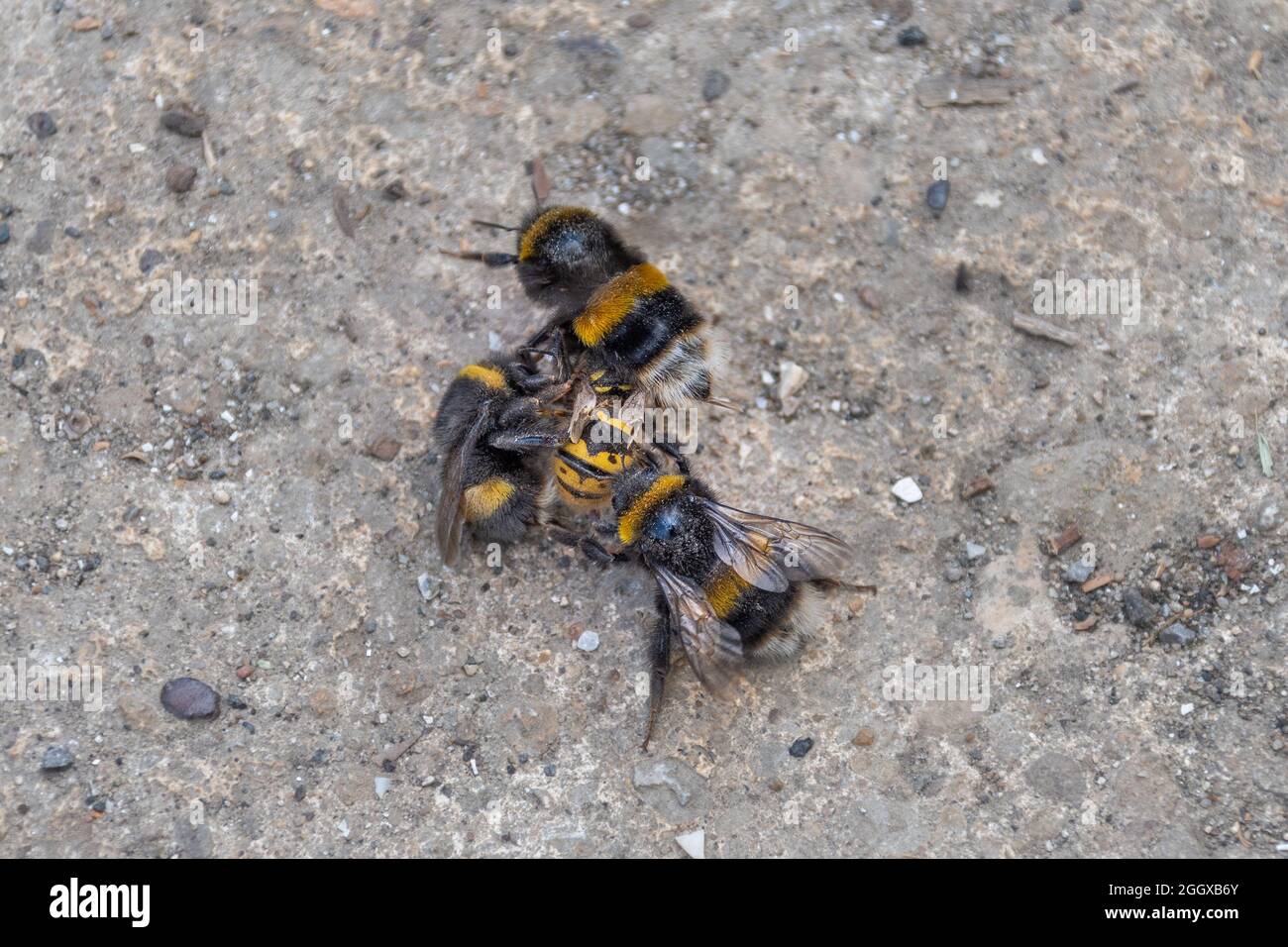 3 Hummeln, Bombus terrestris greifen und stechen eine gewöhnliche Wespe, Vespula vulgaris, an, die sich zurückkämpft. Stockfoto