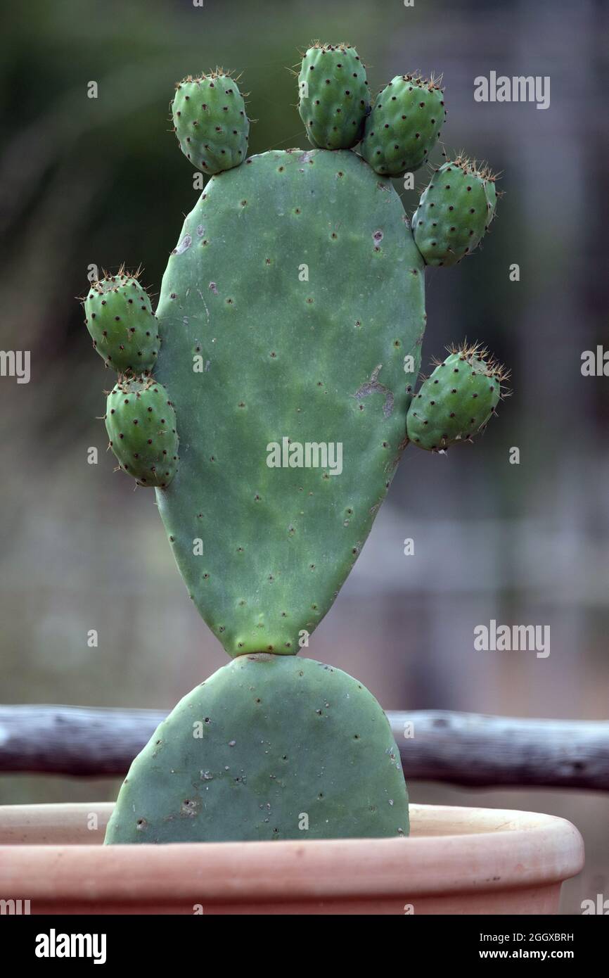 Funny cactus -Fotos und -Bildmaterial in hoher Auflsung  Alamy