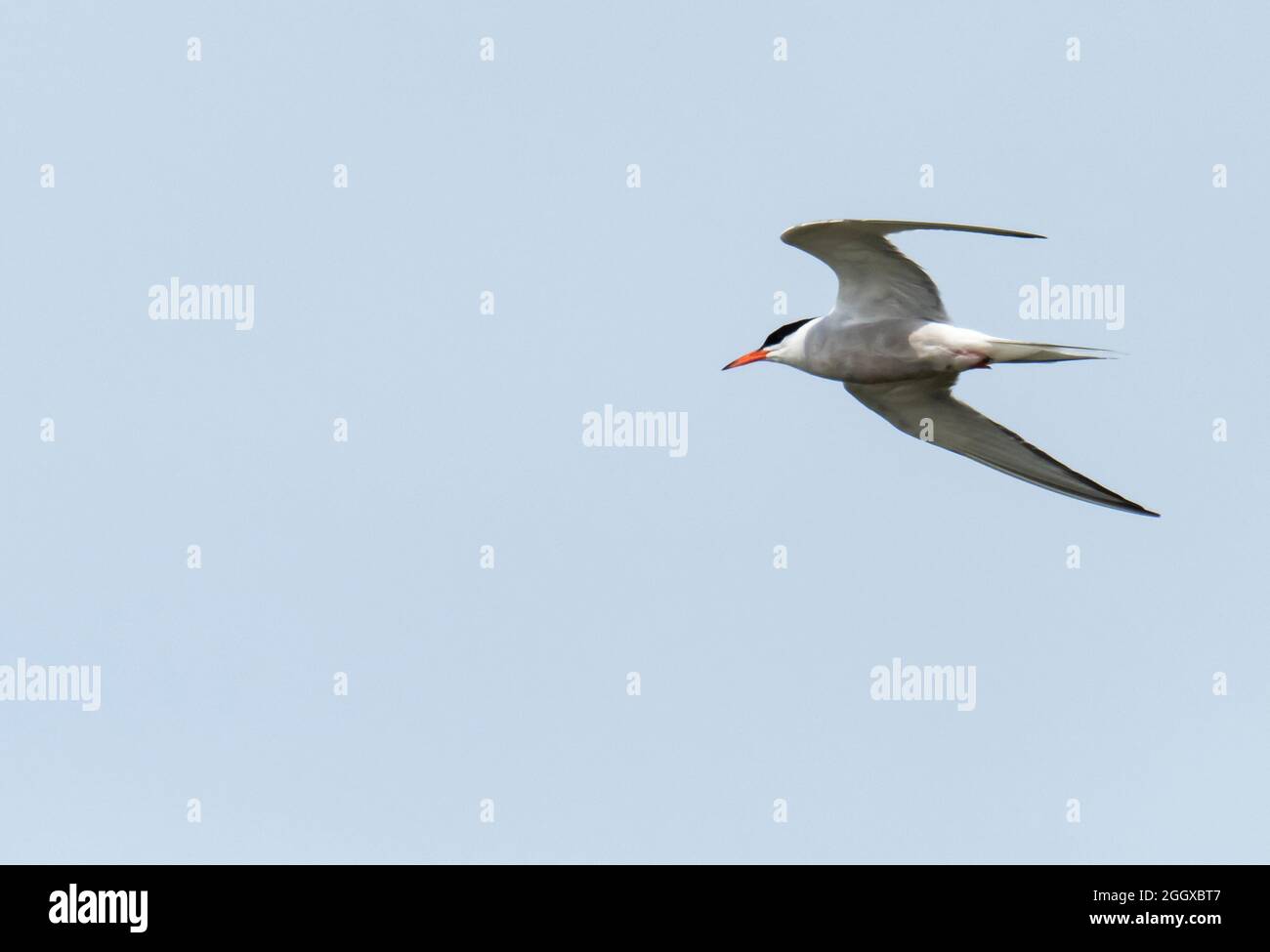 Arctic Tern, fliegen über das Hodbarrow-Naturschutzgebiet, Millon Cumbria, Großbritannien. Stockfoto