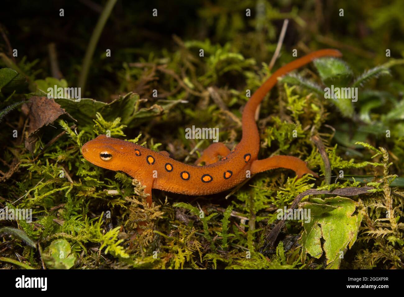Ein rot gefleckter Molch kriecht auf einem moosigen Boden. Stockfoto