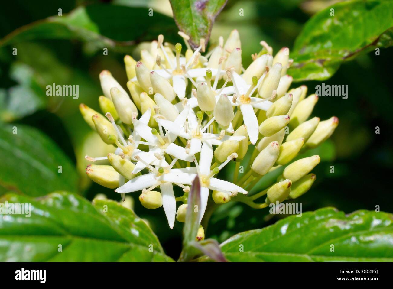 Dogwood (Cornus sanguinea), Nahaufnahme der weißen Blüten und Knospen des Strauches, der häufig an Rändern am Straßenrand gepflanzt wird. Stockfoto