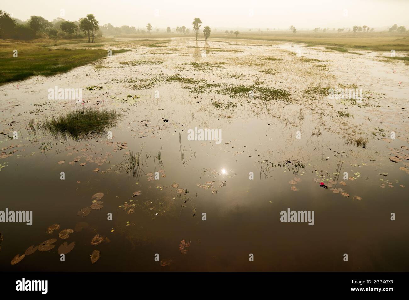 Spiegelung der Sonne auf einem See - Seerosen schwimmen in einem Teich, Nymphaeaceae blühende Pflanzen, indische ländliche Landschaft. Aufnahme in Purulia, Indien Stockfoto
