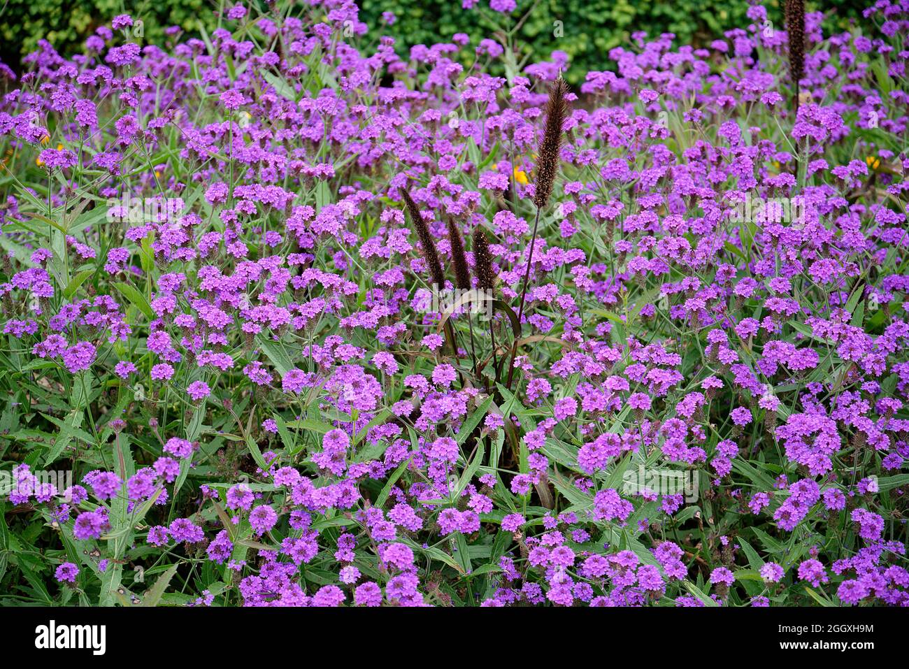 Öffentliche Gartenblumenpflanzungen im Sommer. Bunte Blumenarrangements in Beeten in England. Stockfoto