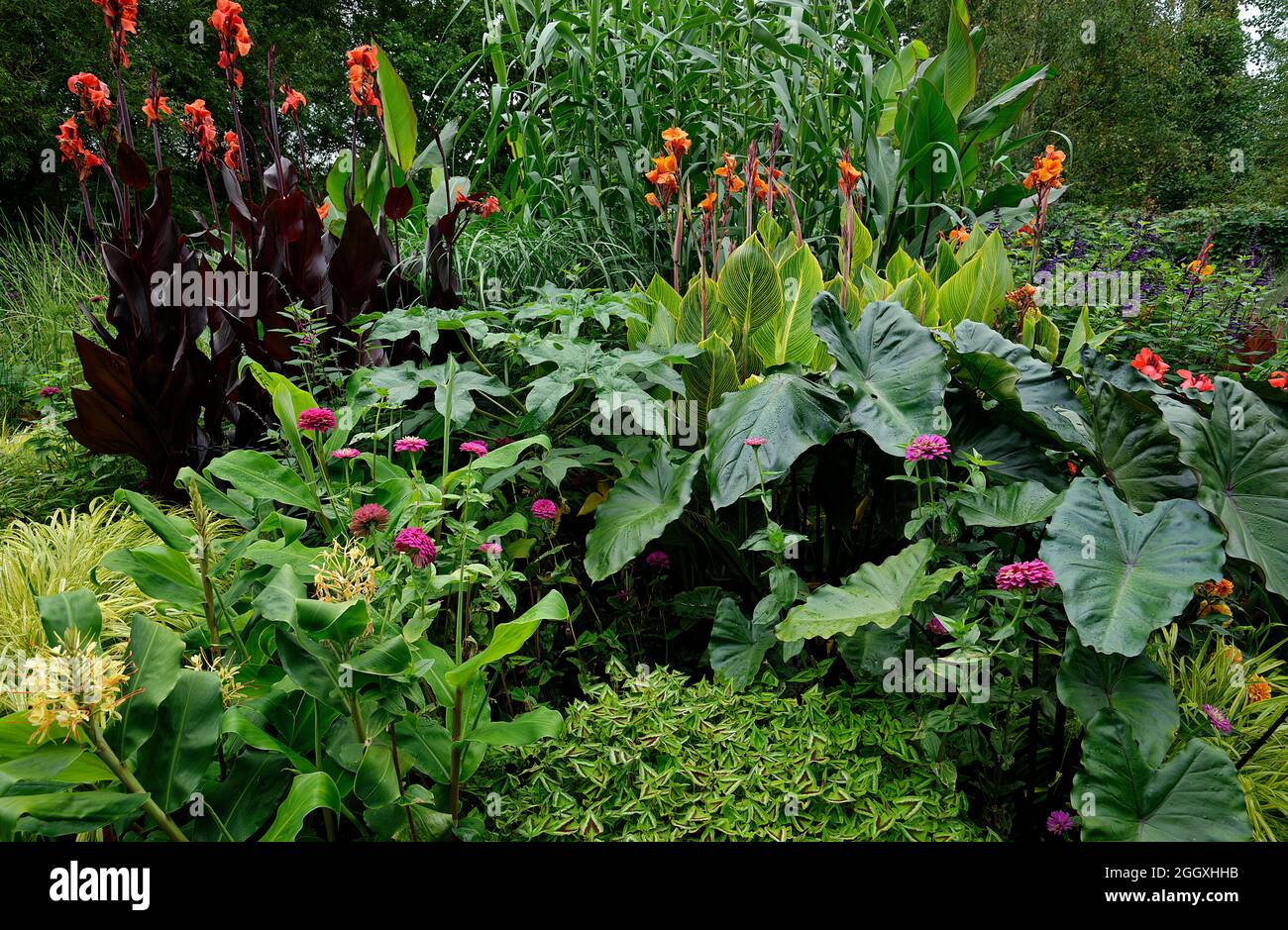 Subtropische Gartenpflanzen in einer nicht tropischen Umgebung. Hardy exotische Pflanzen wachsen in England. Stockfoto
