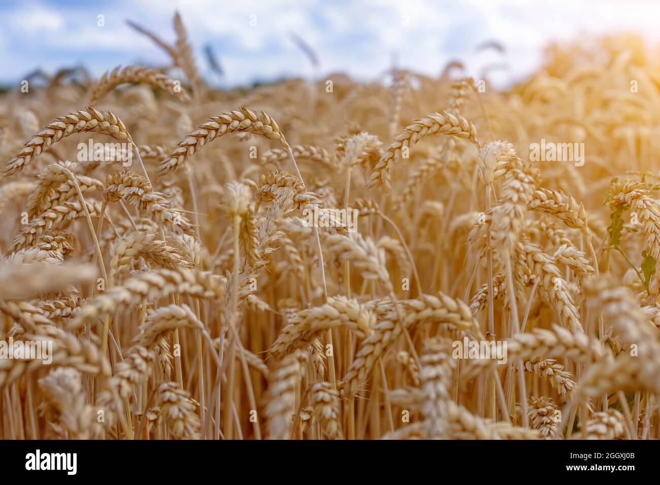 Nahaufnahme von organischem Roggenkornfeld. Landwirtschaft und Erntekonzept. Stockfoto