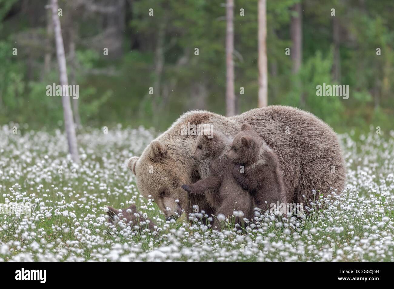 Mutter Bär und ihre drei Jungen in der Mitte des Baumwollgrases in einem finnischen Moor Stockfoto