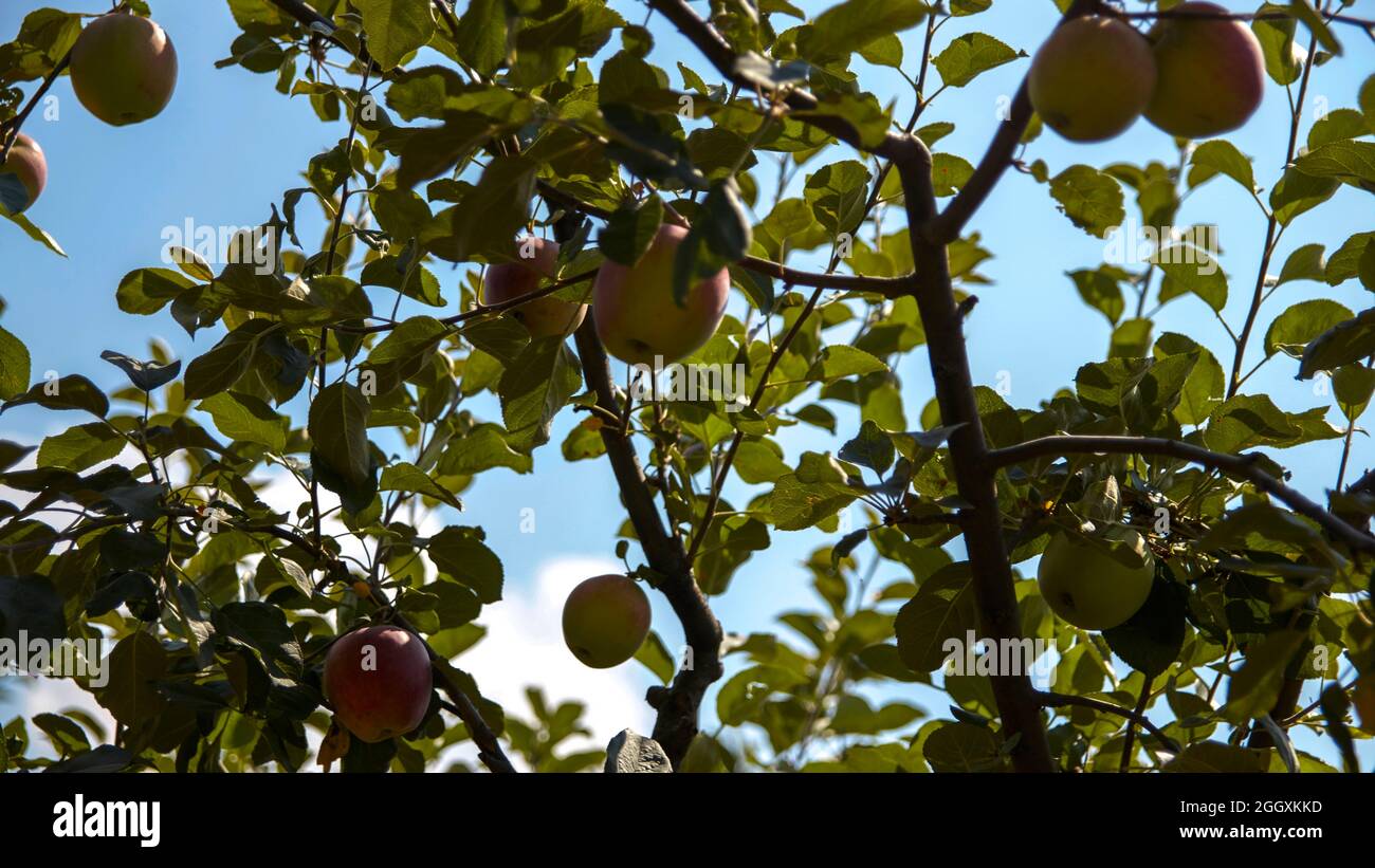 Äpfel unter den Zweigen Ansicht Stockfoto