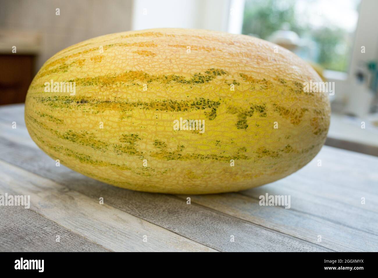 Eine ganze Melone auf dem Tisch. Lieblingsfrucht im Sommer. Essen, Obst oder gesunde Ernährung Konzept. Stockfoto