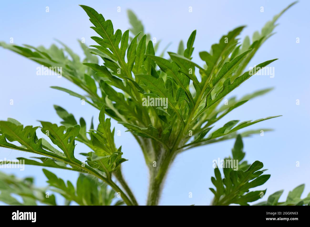 Gewöhnliches Ragweed, einjähriges Ragweed, niedriges Ragweed, Beifußblättrige Traubenkraut, parlagfű, Ambrosia artemisiifolia, Ungarn, Magyarország, Europa Stockfoto