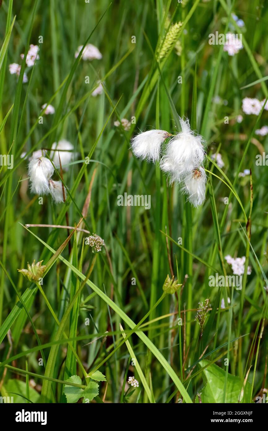 Breitblättrige Moorbaumwolle, Breitblättrige Wollgras, Eriophorum latifolium, széleslevelű gyapjúsás, Ungarn, Magyarország, Europa Stockfoto