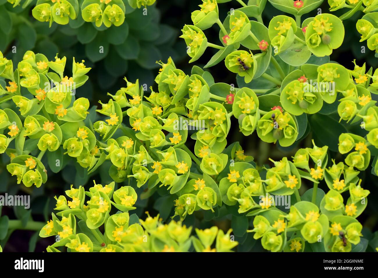 myrtenspurge, Blauspurge, Breitblättriger Blauspurge, Walzen-Wolfsmilch, Myrsiniten der Ehorbia, Szürke kutyatej Stockfoto