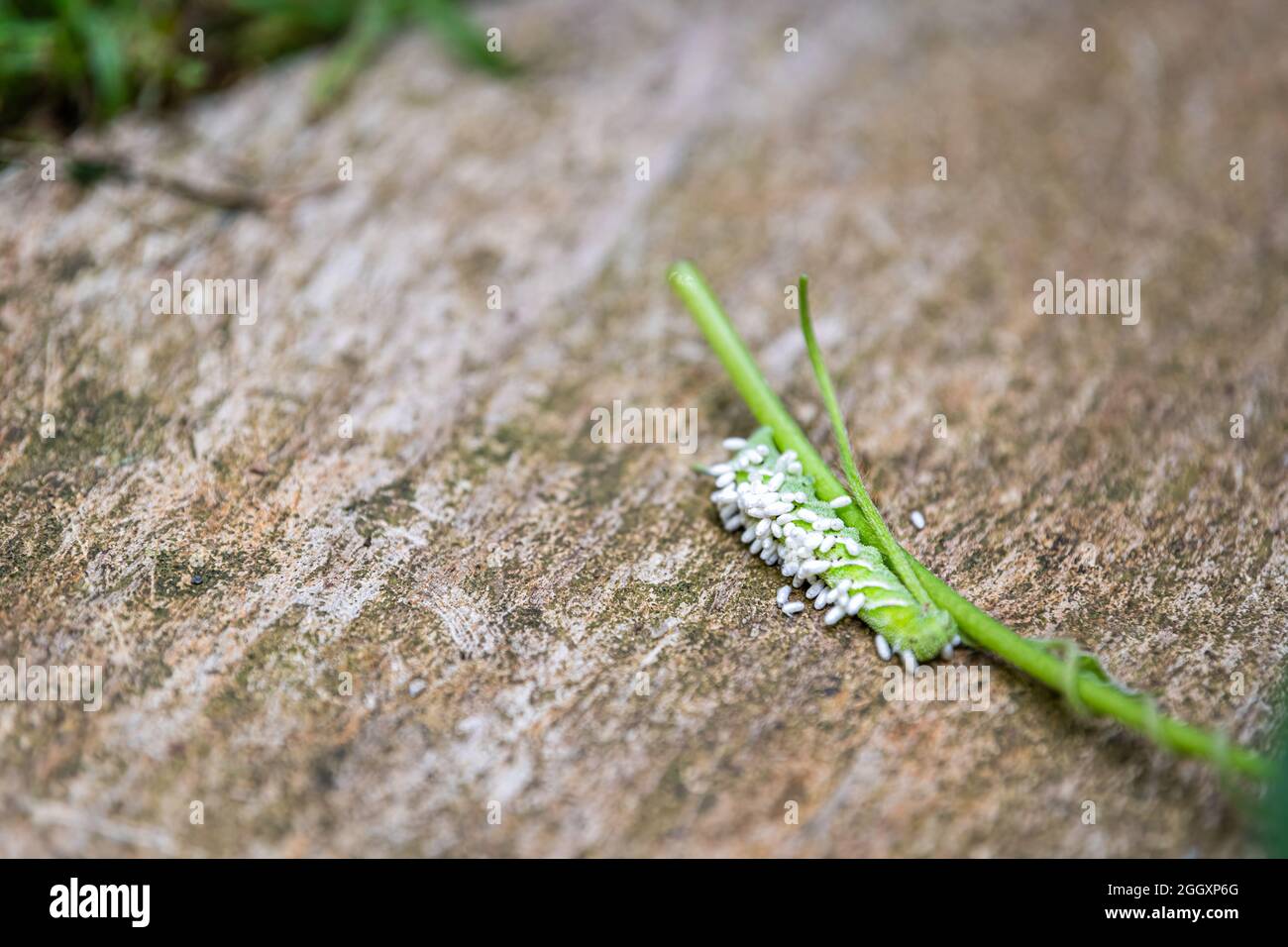 Pflanzenstamm mit Raupentomaten-Hornwurm-Insekt und vielen weißen Parasitoidwespen parasitische Eier und gefressene Blätter in der Nähe des Gartenmakros Stockfoto