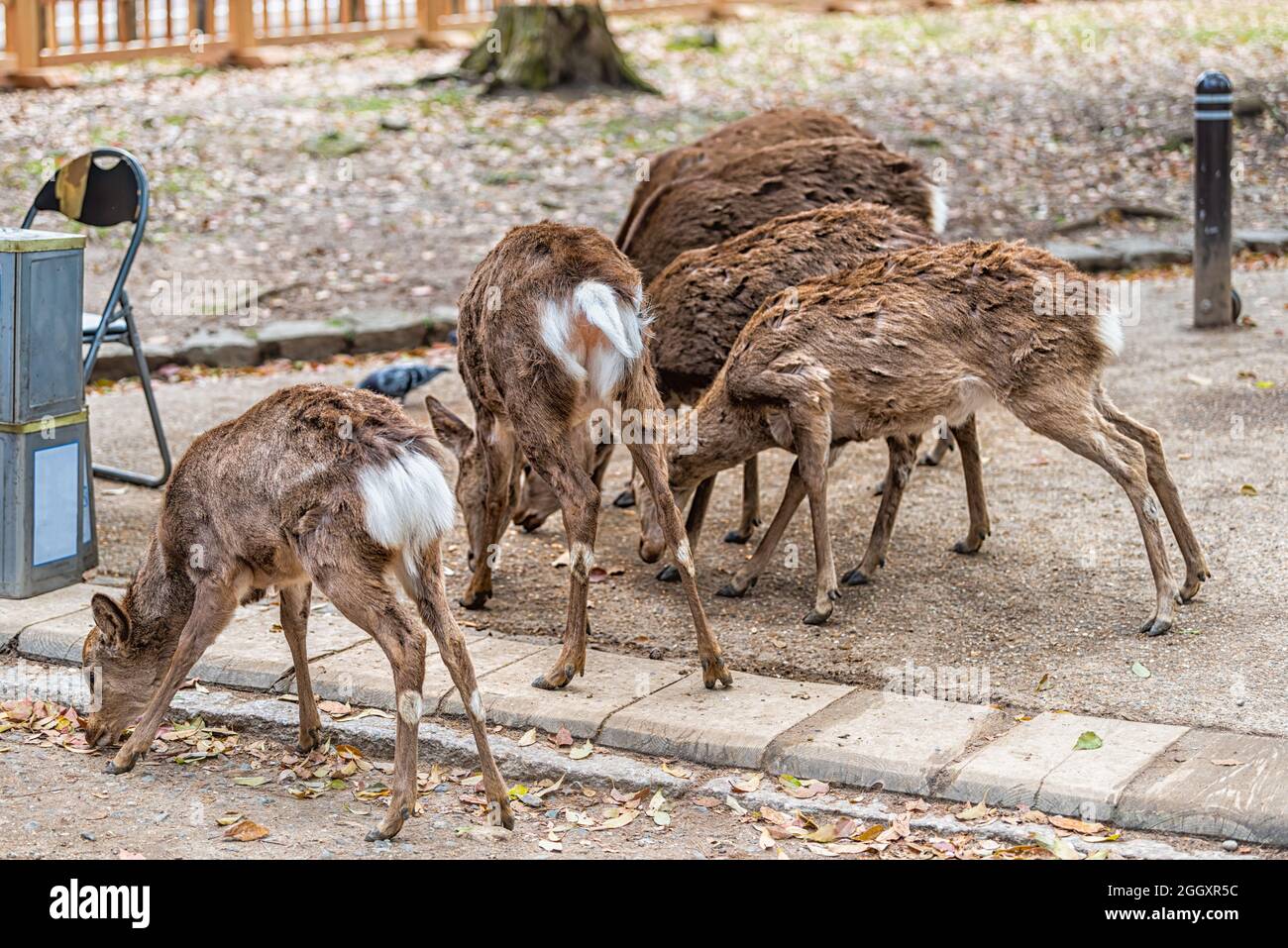 Nara, japanischer Stadtpark mit einer Gruppe von vielen Wildtieren, die vom Boden fressen, und weißen Schwänzen von sika Stockfoto