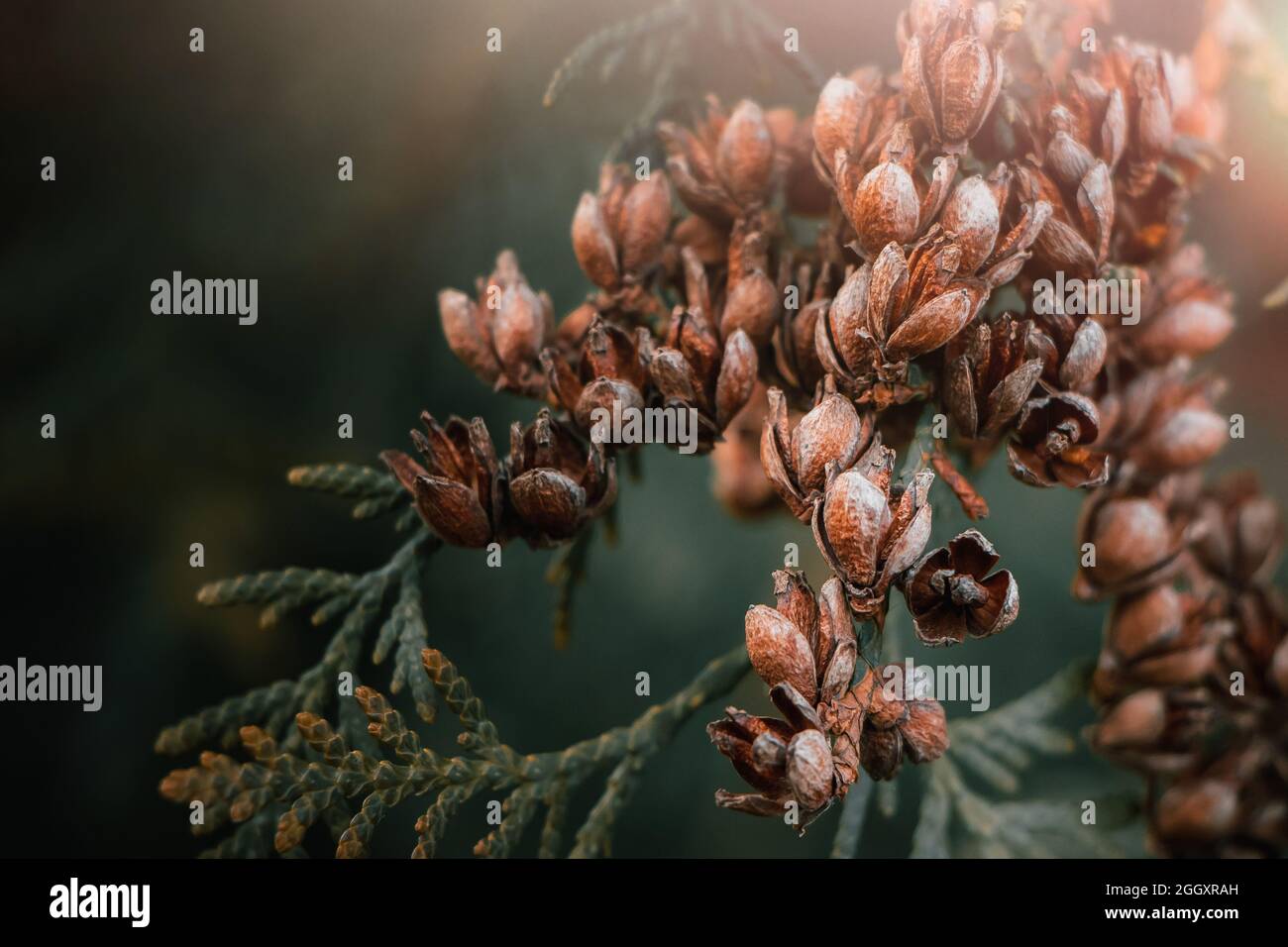 Trockene braune Thuja arborvitae Zweige nah oben, toter Nadelbaum Laub  Hintergrund Stockfotografie - Alamy