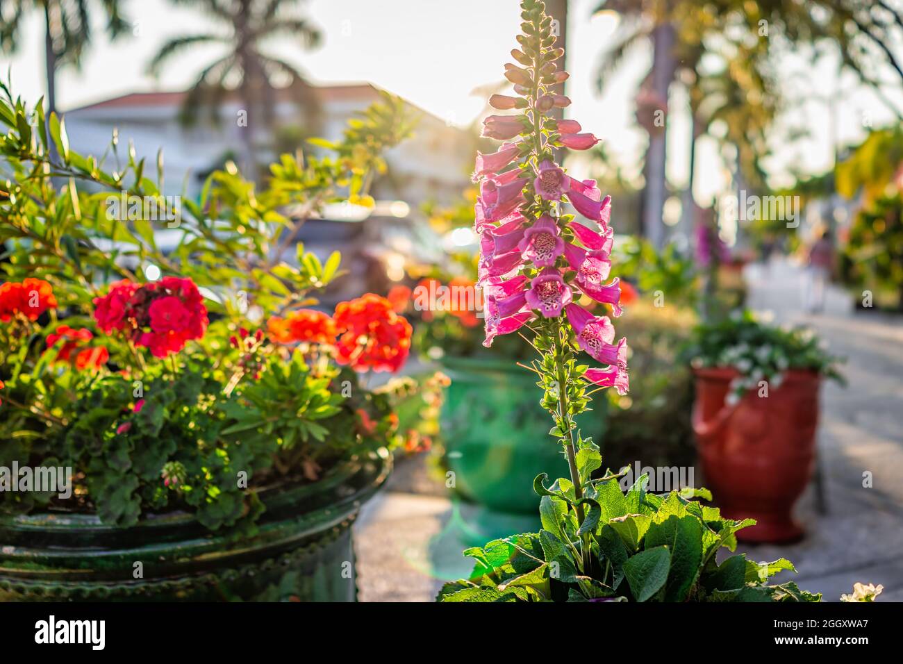 Downtown Street Gehweg bei Sonnenuntergang in Naples, Florida mit Nahaufnahme von tropischen Topfhandschuh digitalis lila Blumen, Geranium Töpfe im Freien w Stockfoto