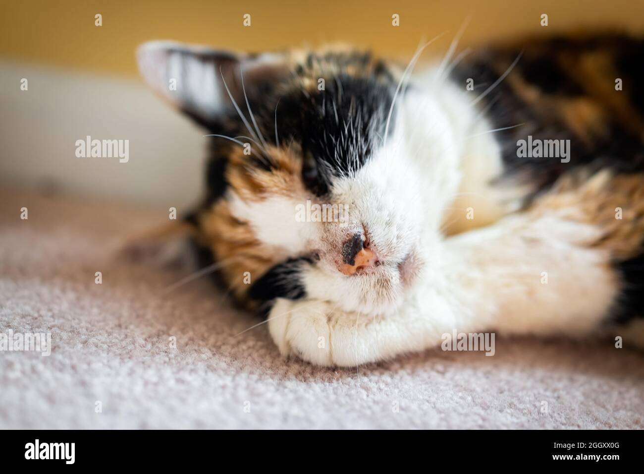 Nahaufnahme einer alten kranken, kranken, kranken, traurigen Katze, die auf dem Teppichboden im Zimmer lag und mit Akne-Austritten schlief Stockfoto