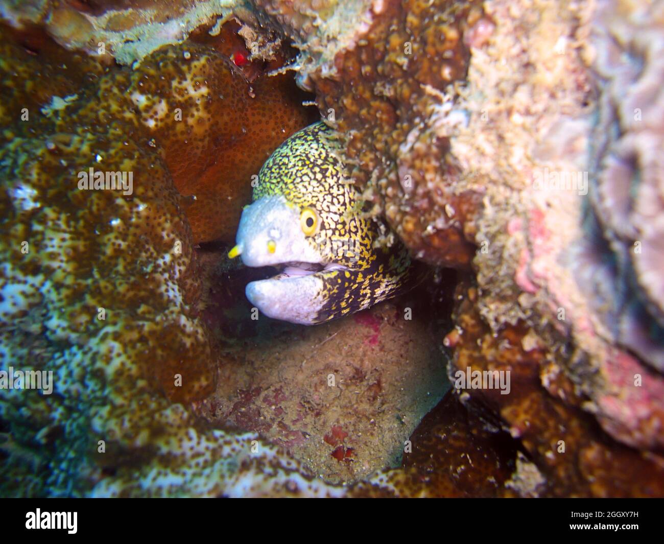 Schneeflocke Moray Eel (Echidna Nebulosa) ragt hinter einem Felsen im philippinischen Meer 24.10.2011 hervor Stockfoto