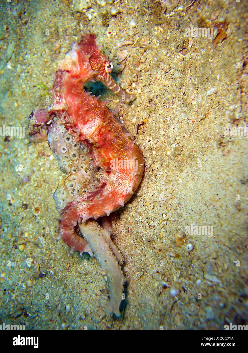 Schönes Seepferd schwimmend im philippinischen Meer 24.10.2011 Stockfoto