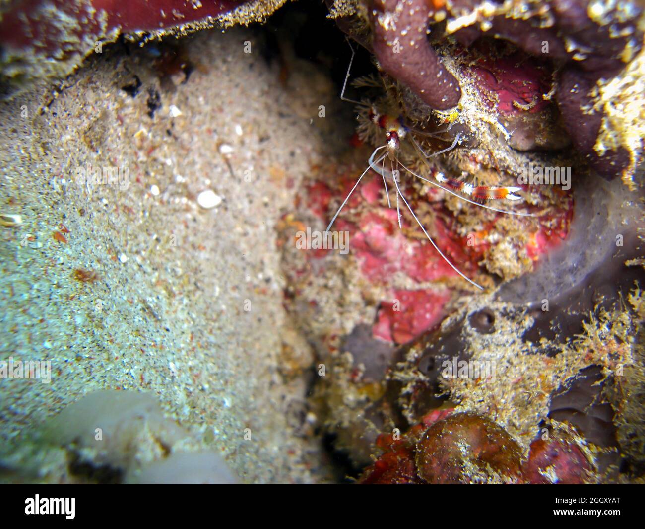 Reinigung von Garnelen (Lysmata amboinensis) auf dem Boden im philippinischen Meer 6.2.2012 Stockfoto