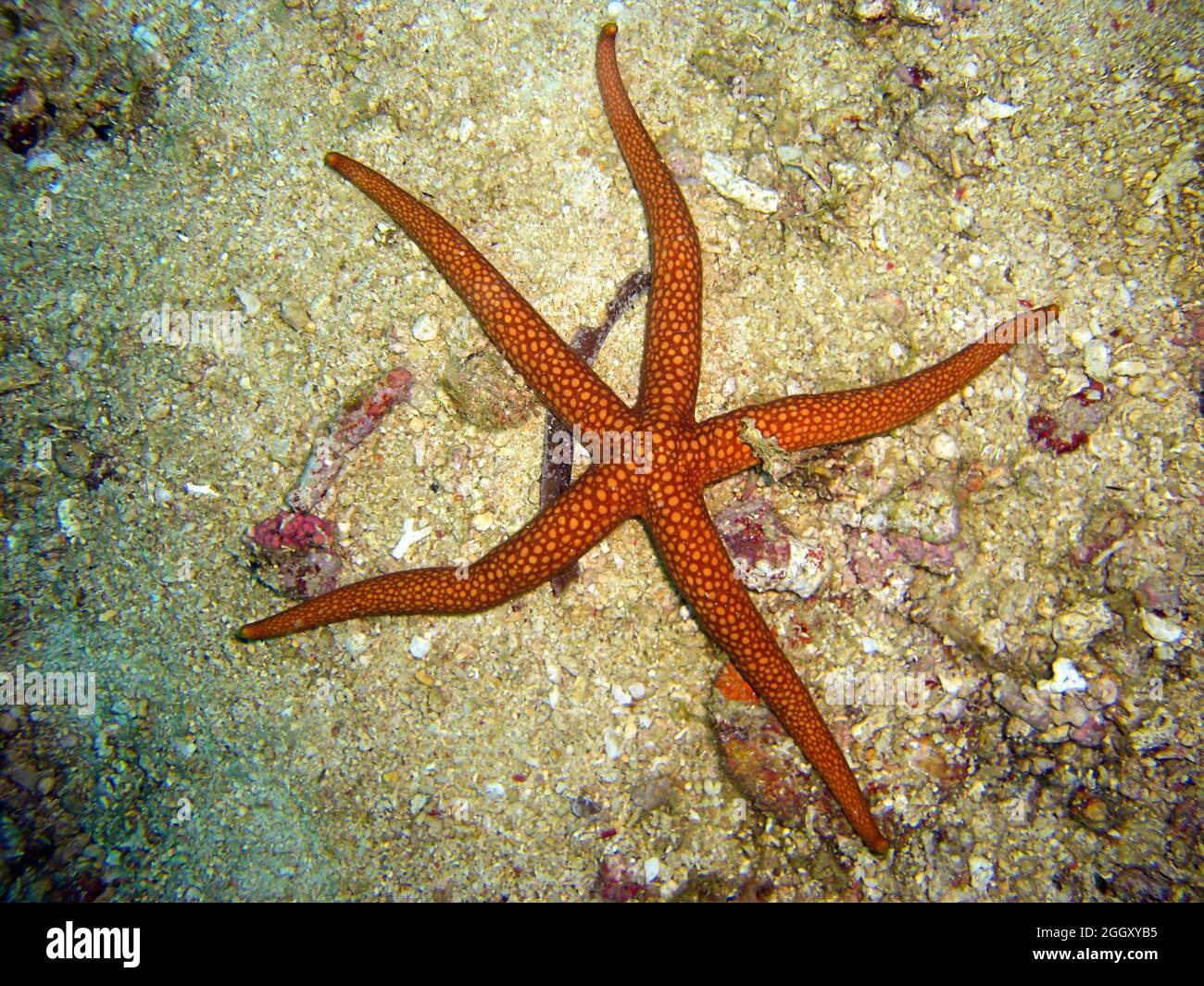 Stern am Roten Meer am Boden im philippinischen Meer 23.10.2011 Stockfoto