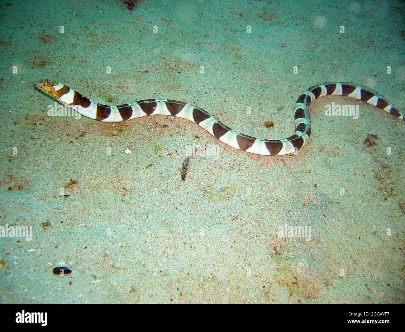 Gebänderter Meereskrait (laticauda Colubrina) auf dem Boden im philippinischen Meer 6.2.2012 Stockfoto