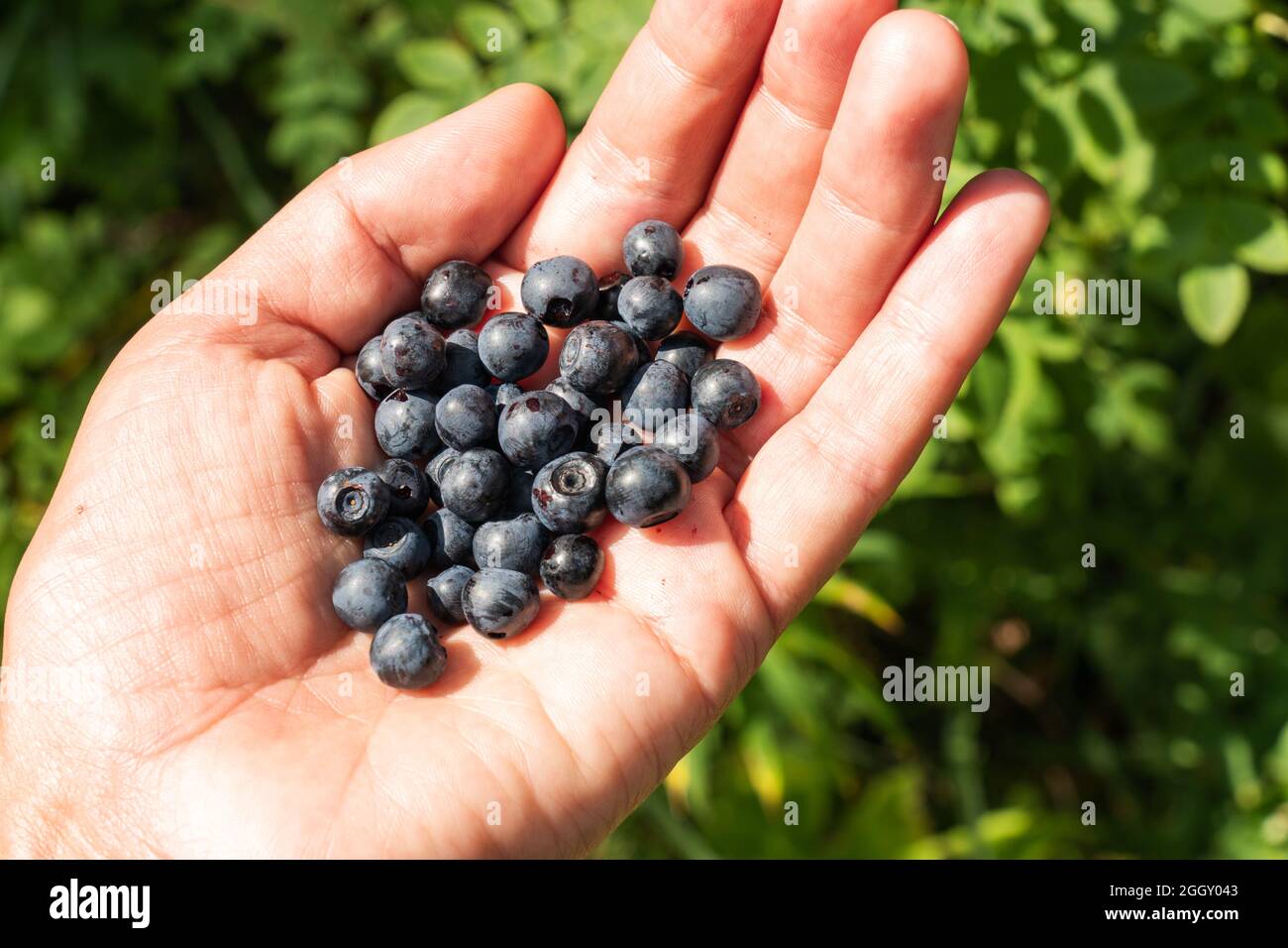 Eine Handvoll frisch gepflückter Heidelbeeren (wilde Heidelbeeren) Stockfoto