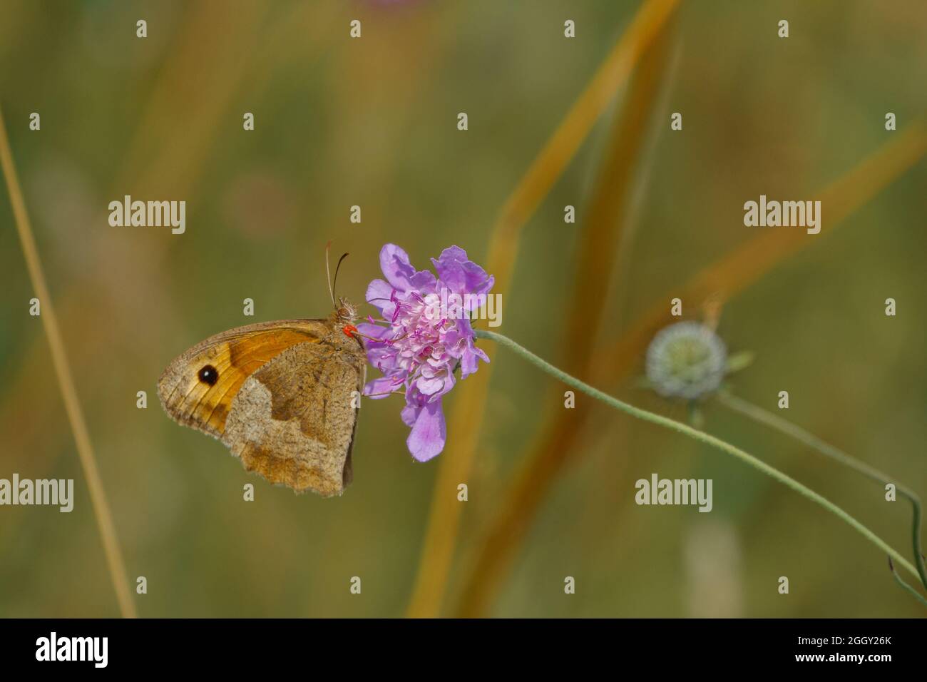 Wiesenbrauner Schmetterling (Maniola jurtina), der sich auf einem wunderschönen rosafarbenen, violetten Feld (Knautia arvensis) ernährt, der wild auf der Salisbury Plain, Wiltshi, wächst Stockfoto