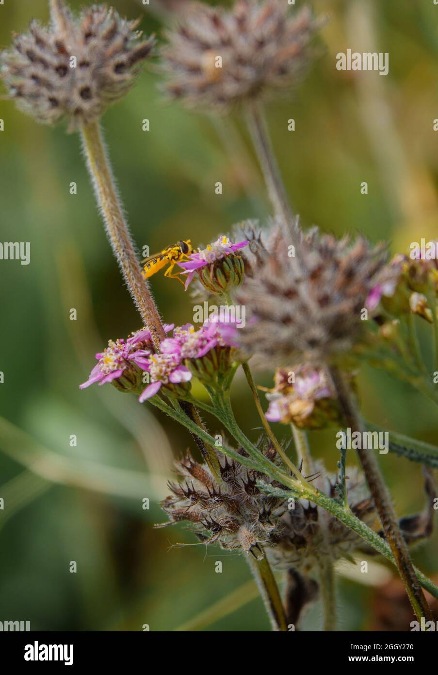 Eine schwarze und gelbe lange Schwebefliege (sphaerophoria scripta), die sich auf rosa Schafgarbe (Achillea millefolium) ernährt Stockfoto