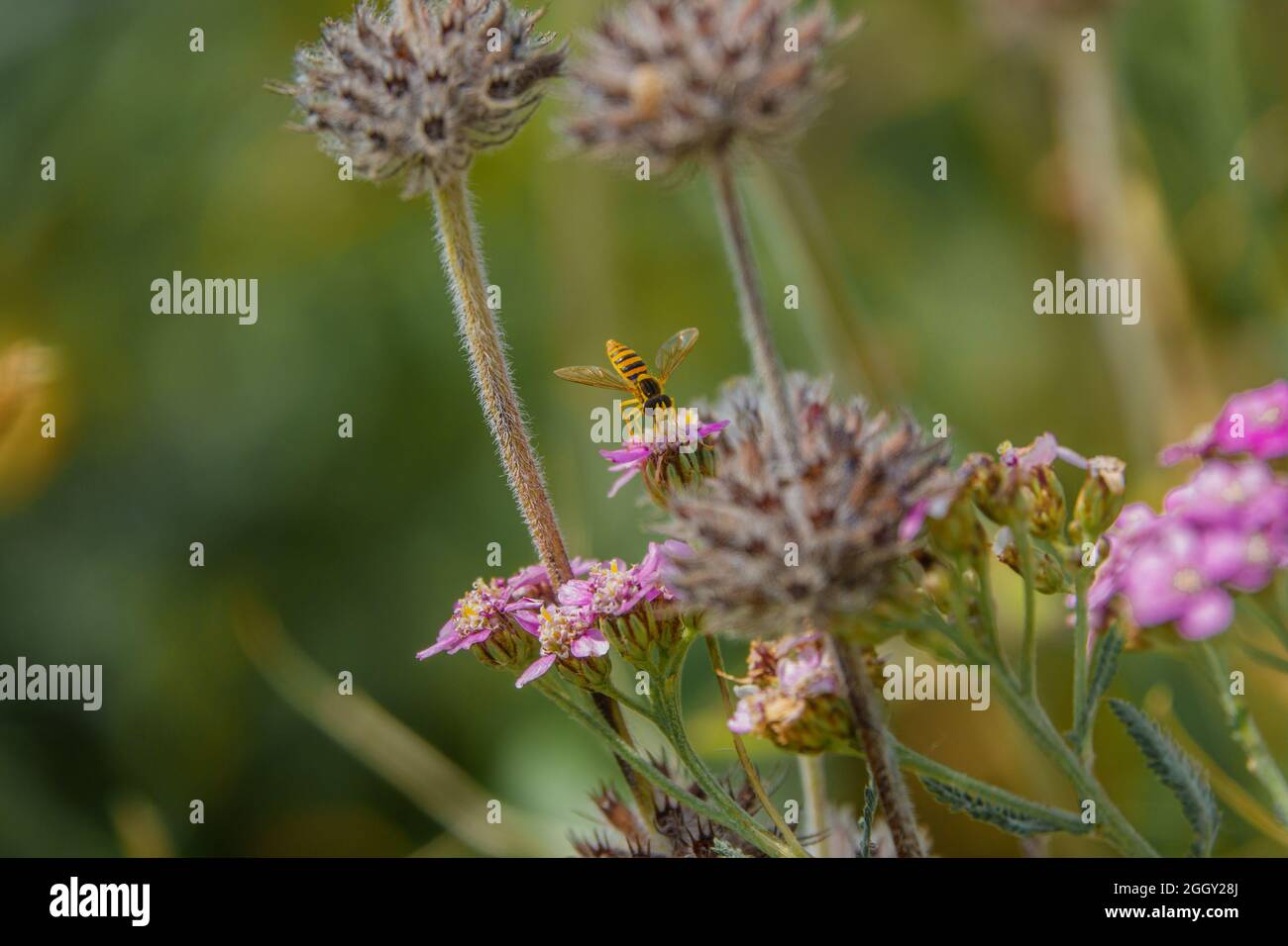 Eine schwarze und gelbe lange Schwebefliege (sphaerophoria scripta), die sich auf rosa Schafgarbe (Achillea millefolium) ernährt Stockfoto