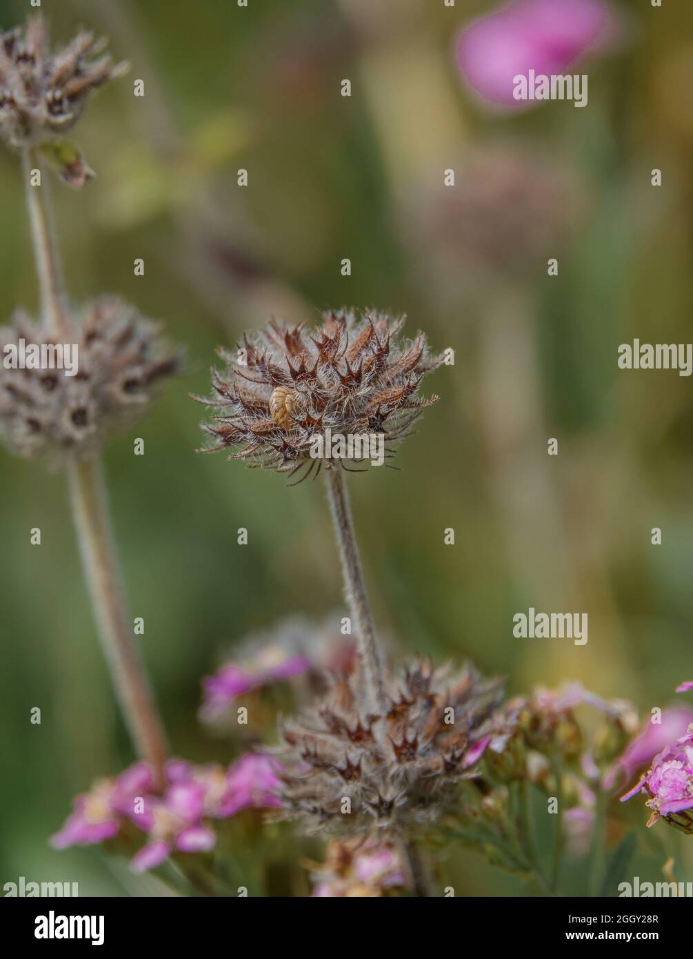 Nahaufnahme der rosa Schafgarbe (Achillea millefolium) Stockfoto