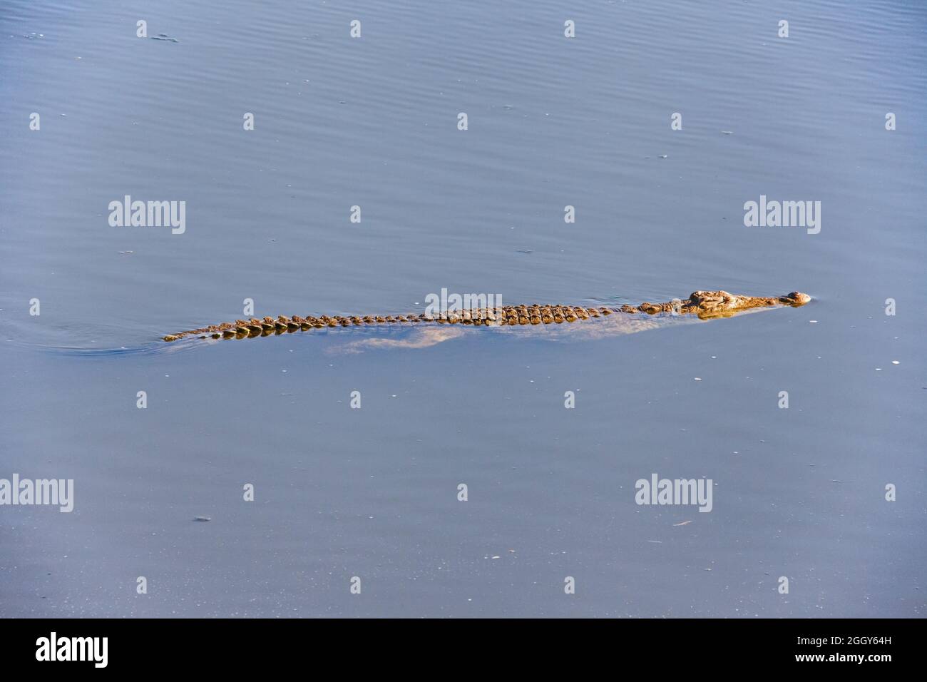 Nilkrokodil Crocodylus niloticus 13507 Stockfoto