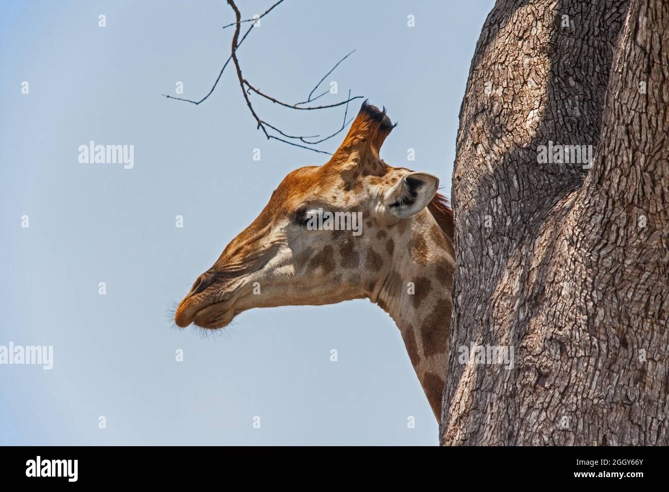 Giraffe Giraffa Camelopardalis 13694 Stockfoto