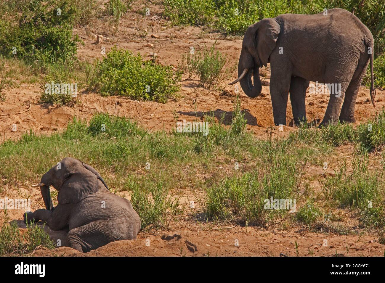 Junger afrikanischer Elefant in Ruhe 13678 Stockfoto