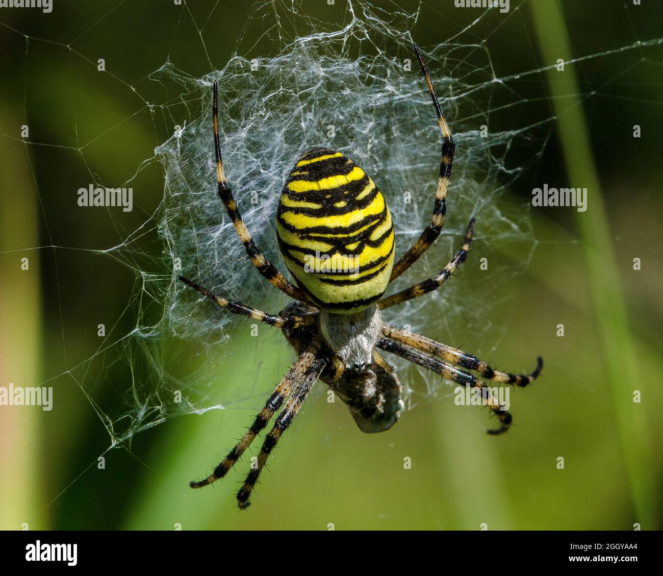 Die Wespenspinne ist eine Art von Orbis-Netz Spinne in Mitteleuropa, Nordeuropa, Nordafrika, Teilen von Asien und den Azoren verteilt. Stockfoto