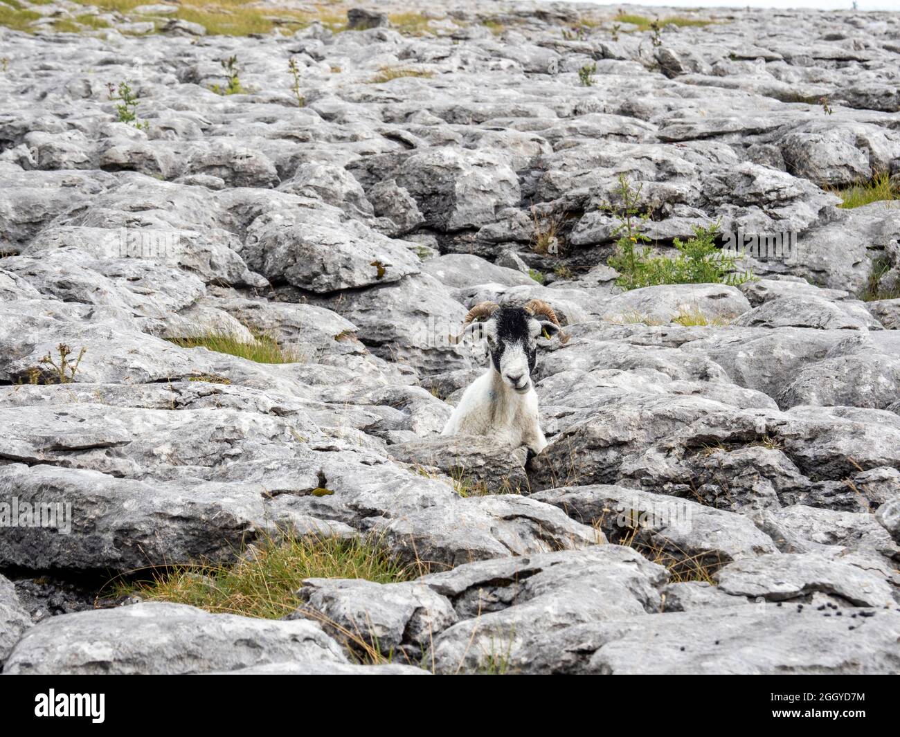 Ein Schaf steckte in einem Grike in Kalksteinpflaster auf Twistleton Scar, Yorkshire Dales, Großbritannien. Stockfoto