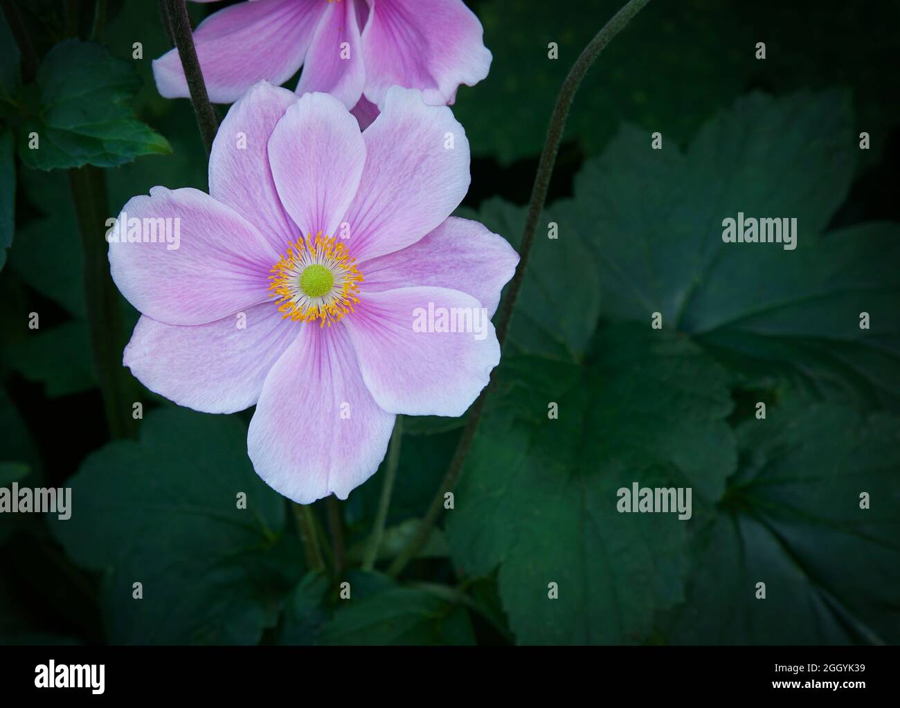 Japanische rosa blühende Anemone Blume. Nahaufnahme. Natürlicher Hintergrund. Stockfoto