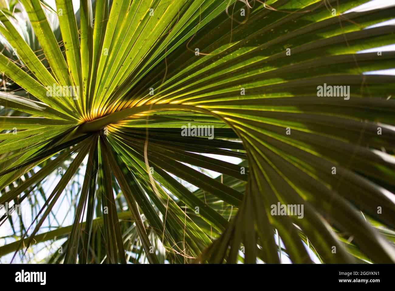 Grüne Blätter einer Palme aus der Nähe. Stockfoto