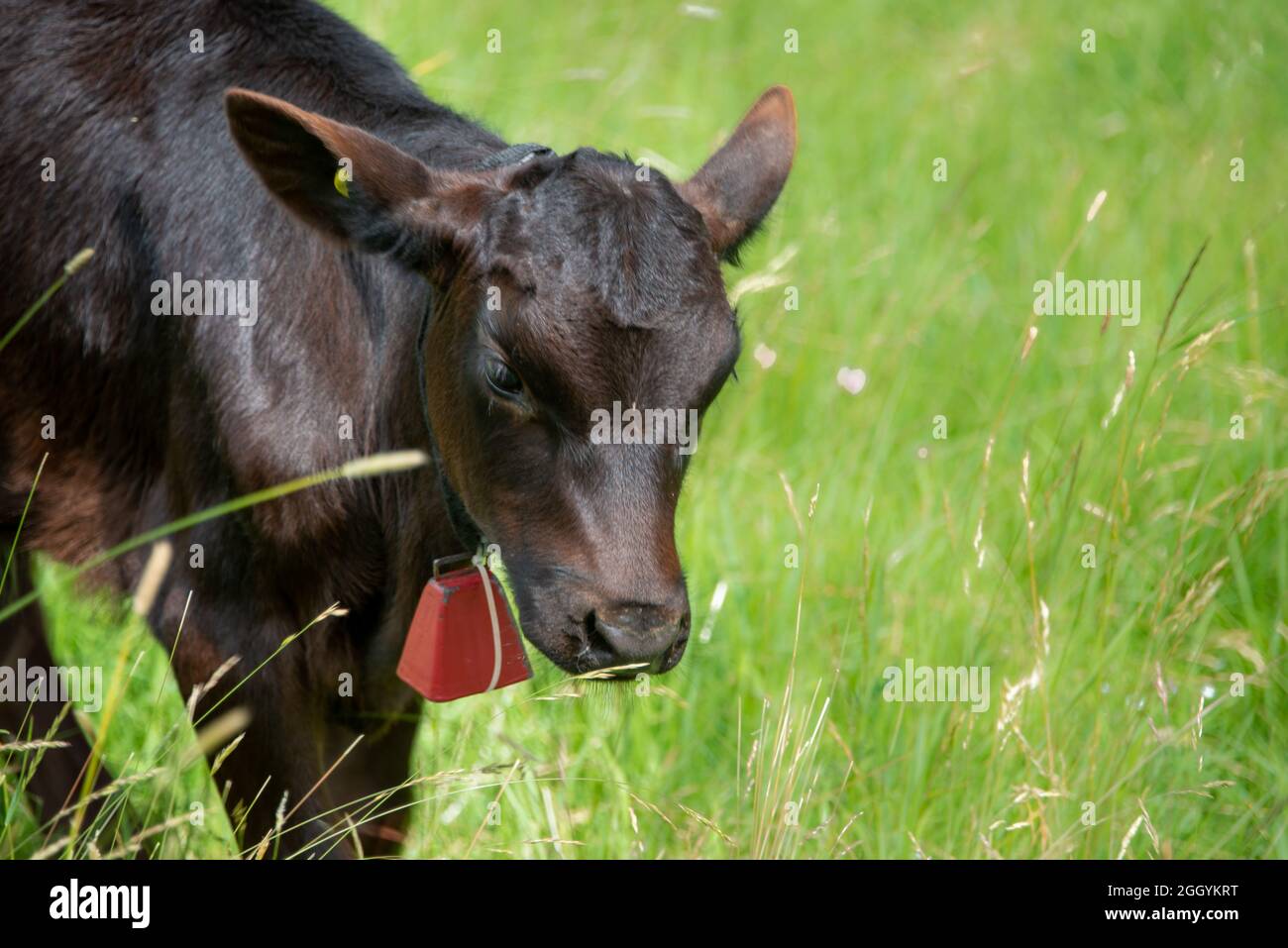 Ein süßer junger Bulle steht auf einem grünen Grasfeld. Um den Kopf der Kuh liegen Heustücke. Die Kuh hat eine große rote Metallglocke. Stockfoto