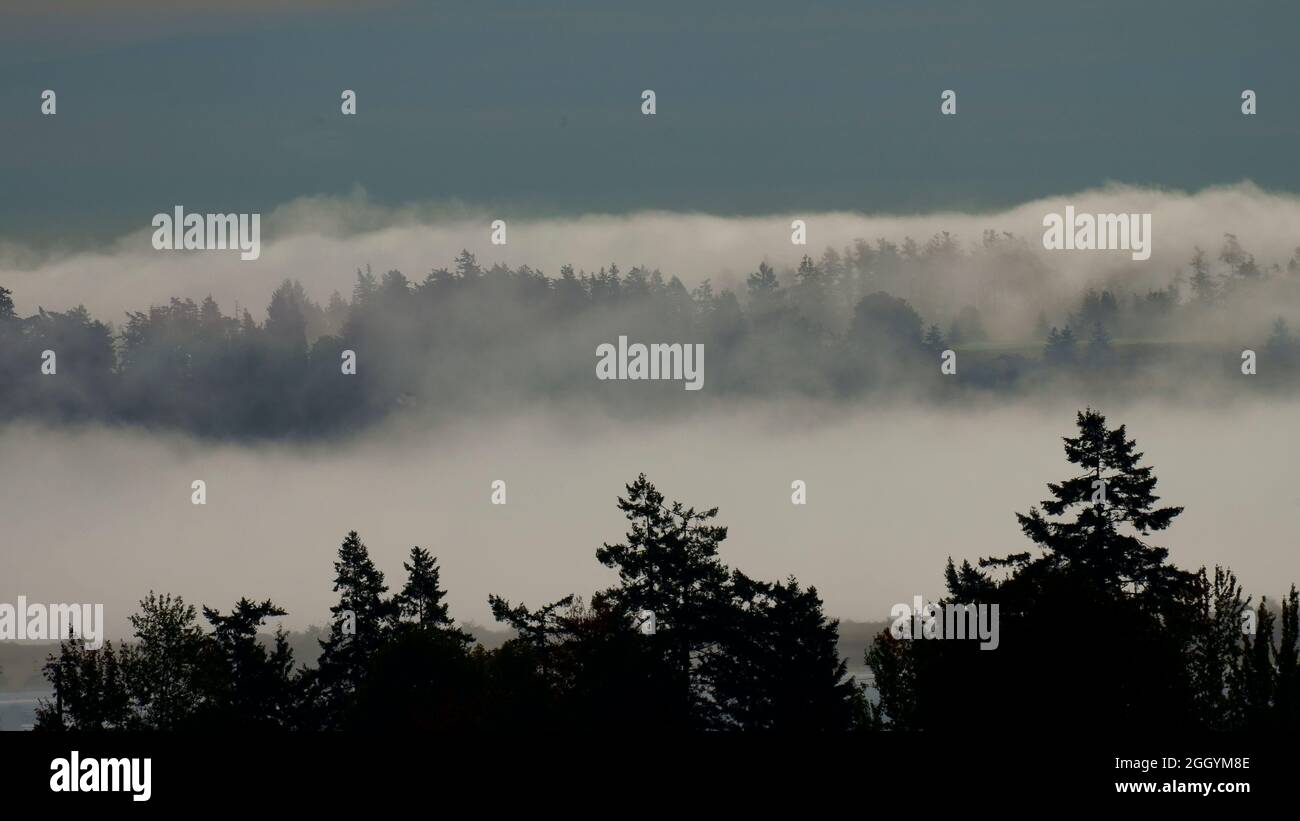 Nebel umhüllte Inseln und Wälder. Stockfoto
