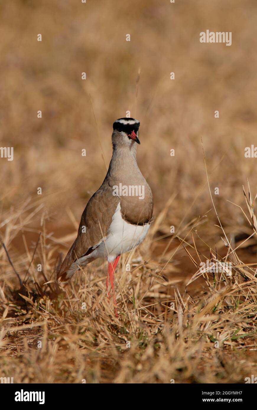 Gekrönter Plünder in der afrikanischen Savanne, Krüger National Park, Südafrika. Stockfoto Gekrönter Plünder in der afrikanischen Savanne, Krüger National Park, Südafrika. Stockfoto