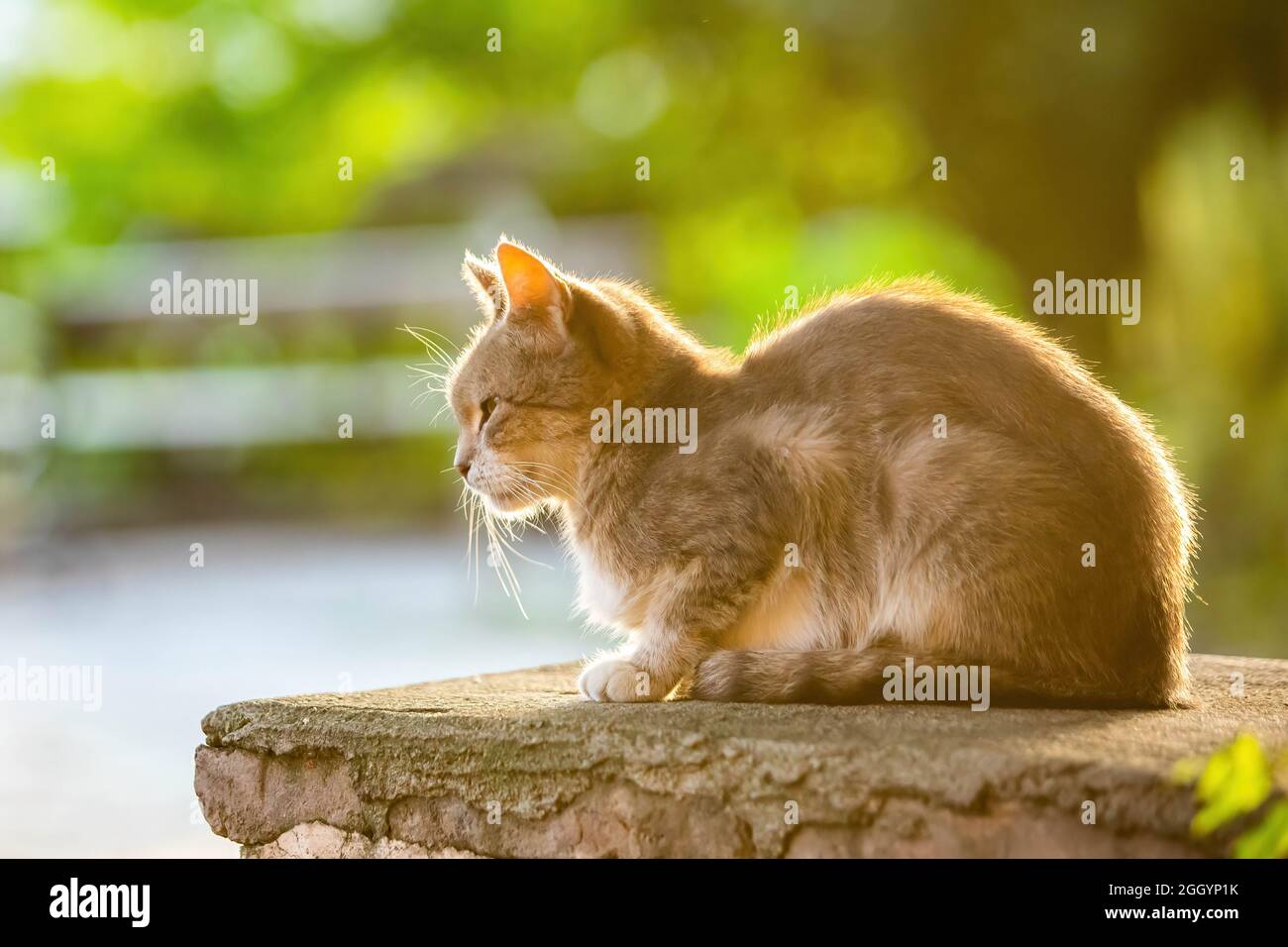 Süße Straßenkatze auf der Straße von Georgia bei Sonnenaufgang mit warmem Licht Stockfoto