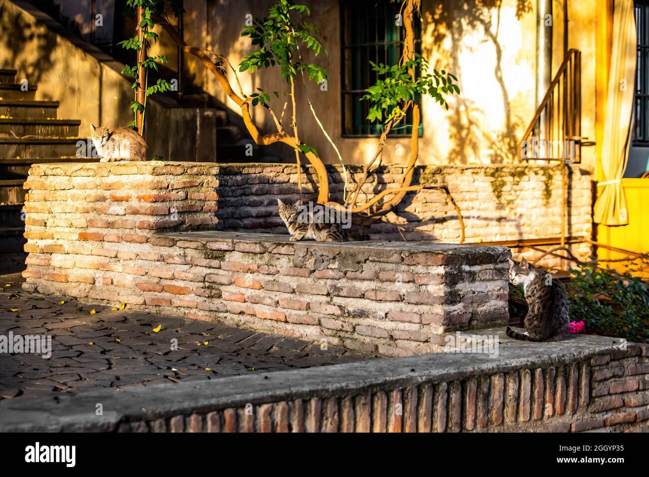 Drei niedliche Straßenkatzen im Kloster in Tiflis, Georgien, genießen den Sonnenaufgang Stockfoto
