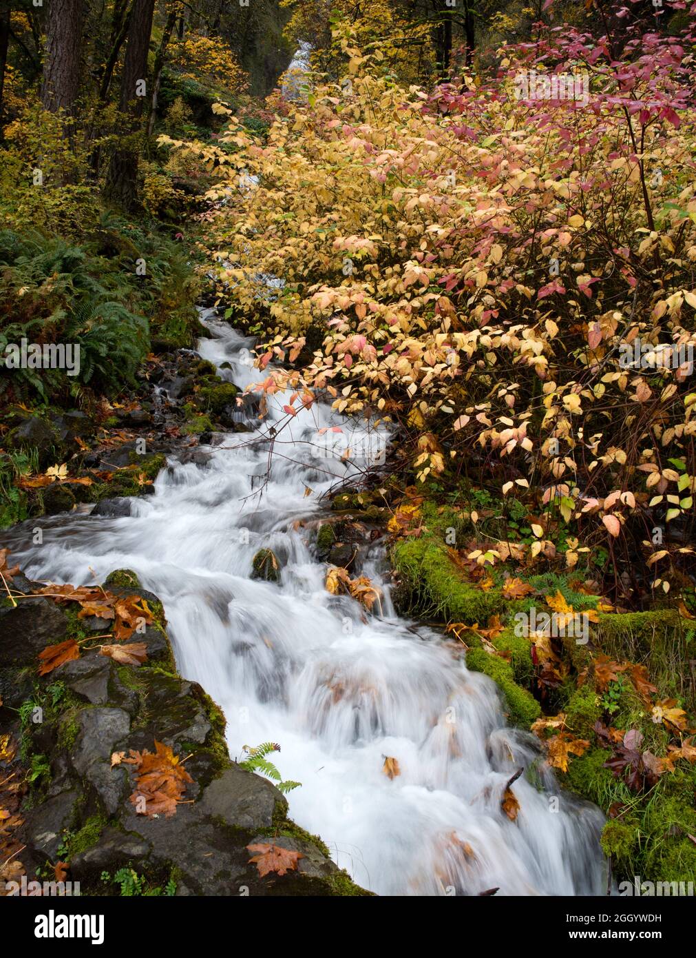 Dies sind die Wahkeena Falls in der Columbia Gorge, Oregon. Es wurde im Herbst aufgenommen. Stockfoto