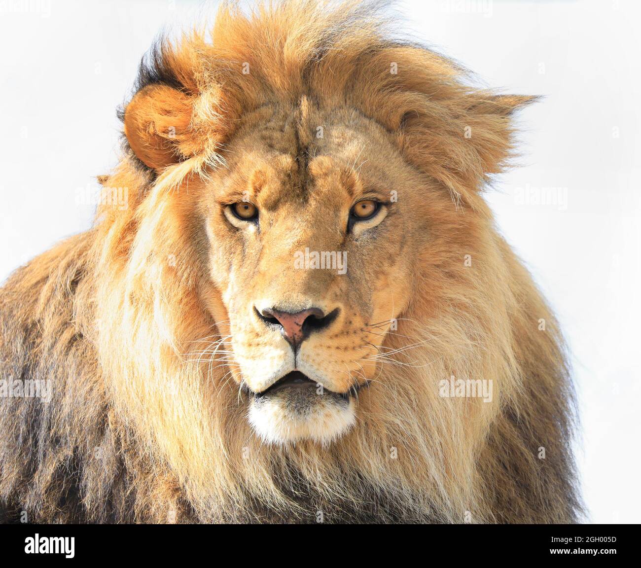 Vorderansicht Porträt eines Löwen isoliert auf weißem Hintergrund majestätisch Stockfoto